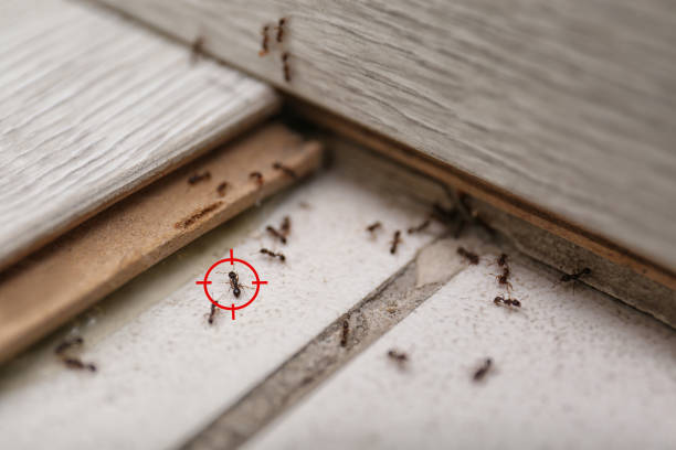 Best Cockroach Control Services  in Napa, CA