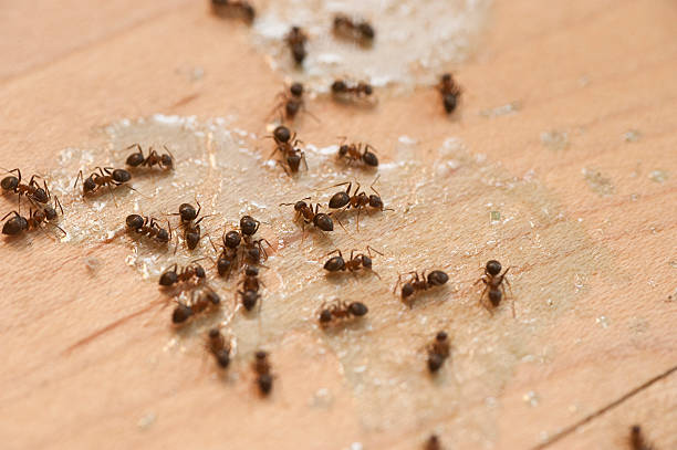Best Commercial Pest Control Services  in Napa, CA